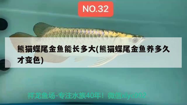 熊貓蝶尾金魚能長(zhǎng)多大(熊貓蝶尾金魚養(yǎng)多久才變色) 觀賞魚