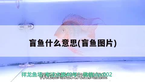 盲魚什么意思(盲魚圖片) 觀賞魚