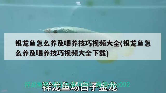 銀龍魚怎么養(yǎng)及喂養(yǎng)技巧視頻大全(銀龍魚怎么養(yǎng)及喂養(yǎng)技巧視頻大全下載) 銀龍魚百科