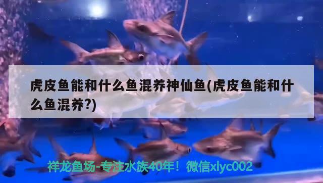 虎皮魚能和什么魚混養(yǎng)神仙魚(虎皮魚能和什么魚混養(yǎng)?) 觀賞魚