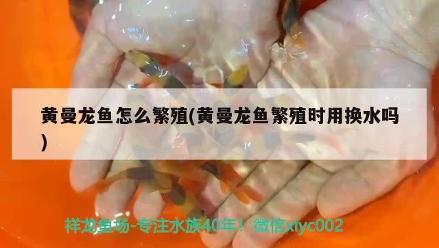 黃曼龍魚怎么繁殖(黃曼龍魚繁殖時(shí)用換水嗎) 觀賞魚 第1張