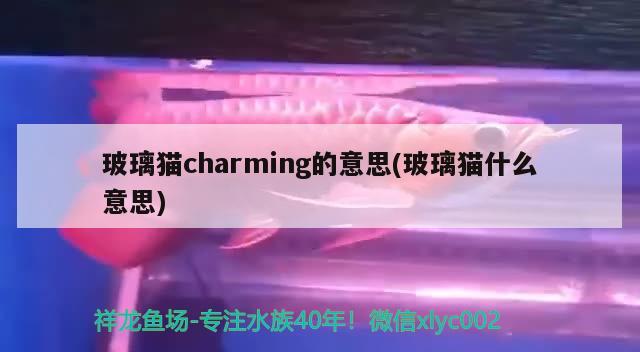 玻璃貓charming的意思(玻璃貓什么意思)