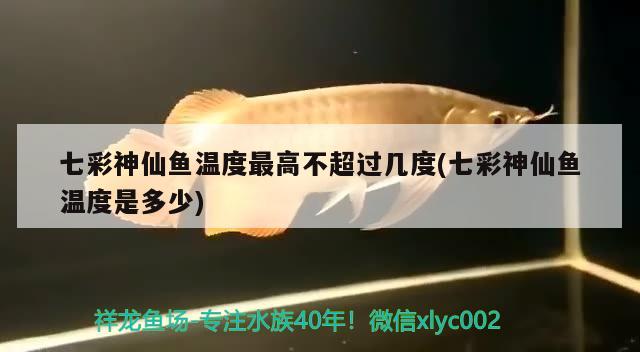 七彩神仙魚溫度最高不超過幾度(七彩神仙魚溫度是多少) 七彩神仙魚