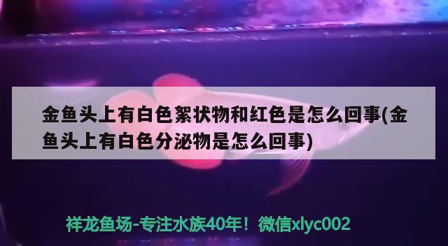 金魚頭上有白色絮狀物和紅色是怎么回事(金魚頭上有白色分泌物是怎么回事) 觀賞魚