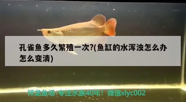 孔雀魚多久繁殖一次?(魚缸的水渾濁怎么辦怎么變清)