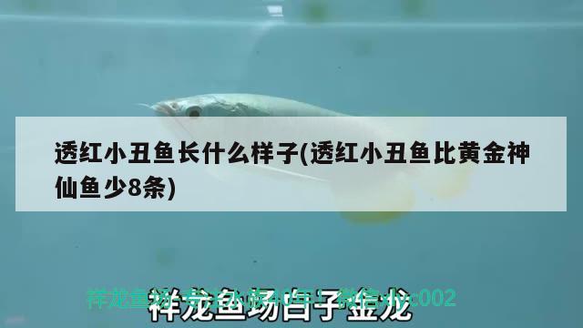 透紅小丑魚長什么樣子(透紅小丑魚比黃金神仙魚少8條) 海水魚