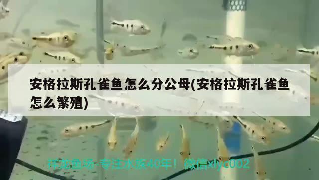 安格拉斯孔雀魚怎么分公母(安格拉斯孔雀魚怎么繁殖)