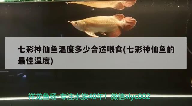 七彩神仙魚溫度多少合適喂食(七彩神仙魚的最佳溫度) 七彩神仙魚