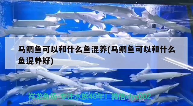 馬鯛魚可以和什么魚混養(yǎng)(馬鯛魚可以和什么魚混養(yǎng)好) 觀賞魚