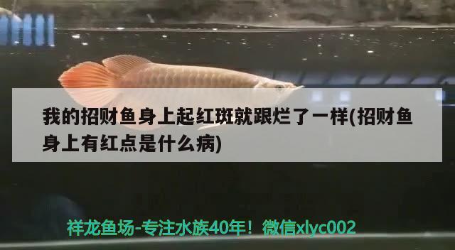 我的招財魚身上起紅斑就跟爛了一樣(招財魚身上有紅點是什么病) 觀賞魚