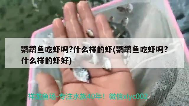 鸚鵡魚吃蝦嗎?什么樣的蝦(鸚鵡魚吃蝦嗎?什么樣的蝦好) 鸚鵡魚