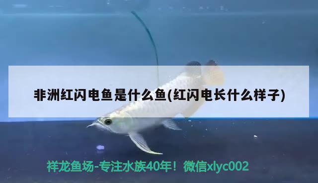 非洲紅閃電魚是什么魚(紅閃電長什么樣子) 觀賞魚