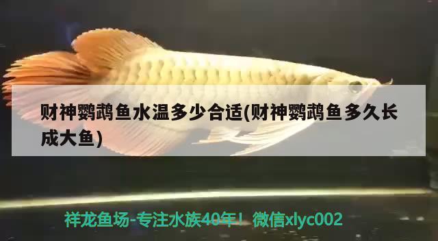 財(cái)神鸚鵡魚水溫多少合適(財(cái)神鸚鵡魚多久長(zhǎng)成大魚) 鸚鵡魚