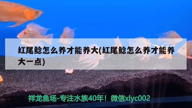 紅尾鯰怎么養(yǎng)才能養(yǎng)大(紅尾鯰怎么養(yǎng)才能養(yǎng)大一點(diǎn))