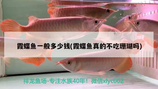 霞蝶魚一般多少錢(霞蝶魚真的不吃珊瑚嗎)