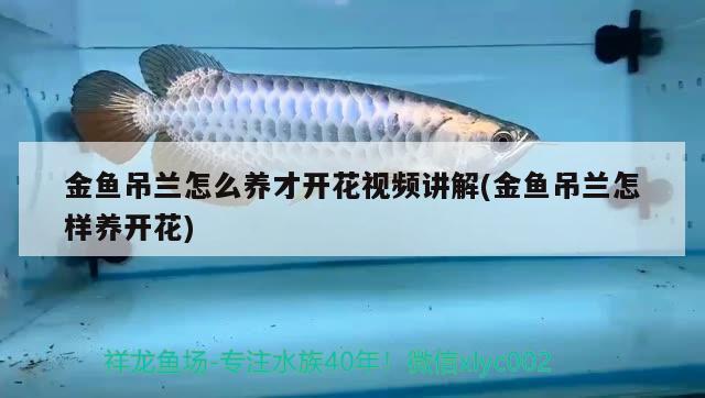 金魚(yú)吊蘭怎么養(yǎng)才開(kāi)花視頻講解(金魚(yú)吊蘭怎樣養(yǎng)開(kāi)花)