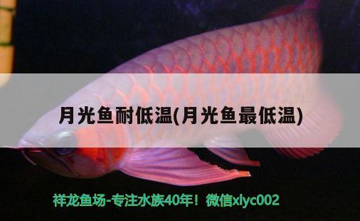 月光魚耐低溫(月光魚最低溫)