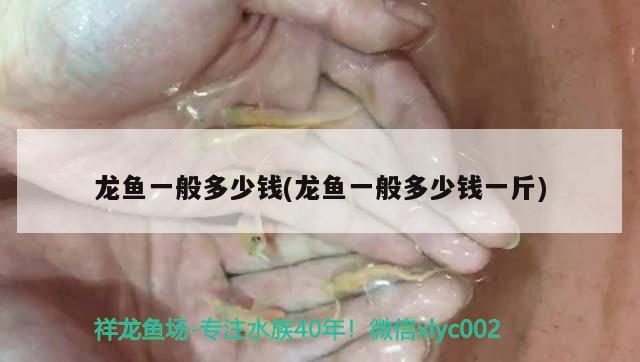 龍魚一般多少錢(龍魚一般多少錢一斤)