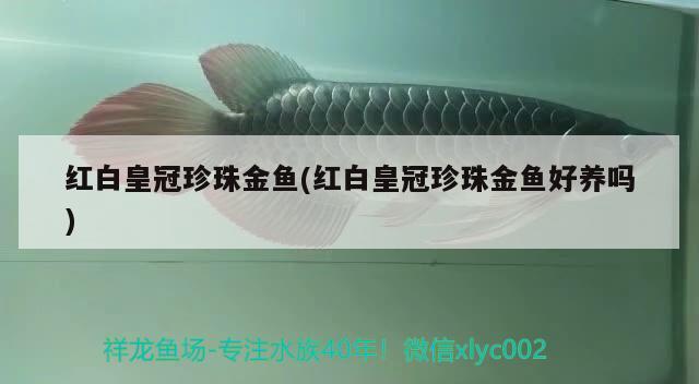 紅白皇冠珍珠金魚(紅白皇冠珍珠金魚好養(yǎng)嗎) 觀賞魚