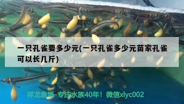 一只孔雀要多少元(一只孔雀多少元苗家孔雀可以長(zhǎng)幾斤) 觀賞魚