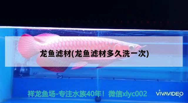 龍魚(yú)濾材(龍魚(yú)濾材多久洗一次) 觀賞魚(yú) 第2張