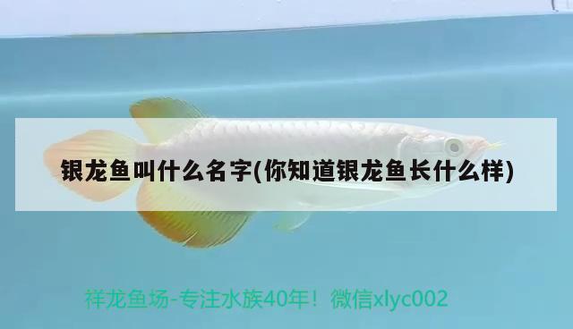 銀龍魚叫什么名字(你知道銀龍魚長什么樣)