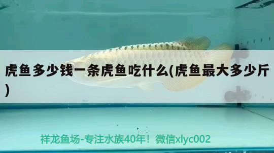 虎魚多少錢一條虎魚吃什么(虎魚最大多少斤)