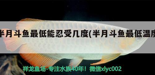 半月斗魚(yú)最低能忍受幾度(半月斗魚(yú)最低溫度) 觀賞魚(yú)