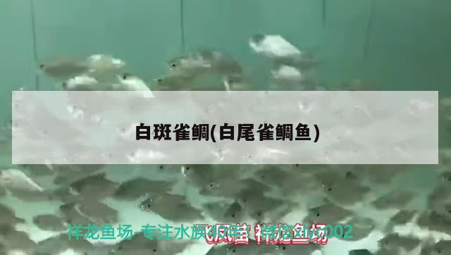 白斑雀鯛(白尾雀鯛魚) 觀賞魚