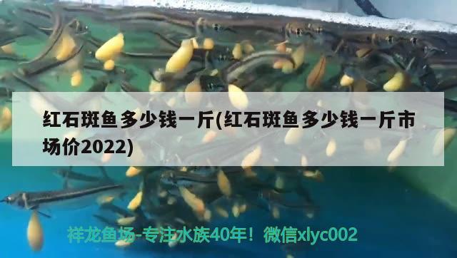 紅石斑魚多少錢一斤(紅石斑魚多少錢一斤市場價(jià)2022)