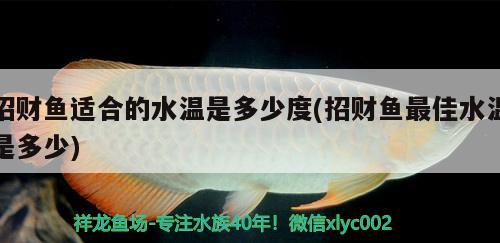 招財魚適合的水溫是多少度(招財魚最佳水溫是多少)