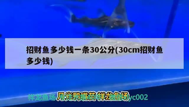 招財(cái)魚(yú)多少錢(qián)一條30公分(30cm招財(cái)魚(yú)多少錢(qián)) 觀賞魚(yú)