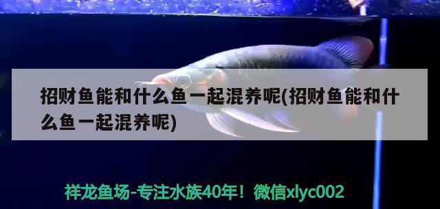 招財(cái)魚能和什么魚一起混養(yǎng)呢(招財(cái)魚能和什么魚一起混養(yǎng)呢)