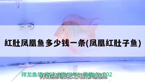 紅肚鳳凰魚多少錢一條(鳳凰紅肚子魚)