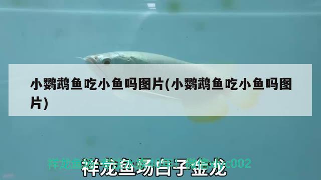 小鸚鵡魚吃小魚嗎圖片(小鸚鵡魚吃小魚嗎圖片) 鸚鵡魚