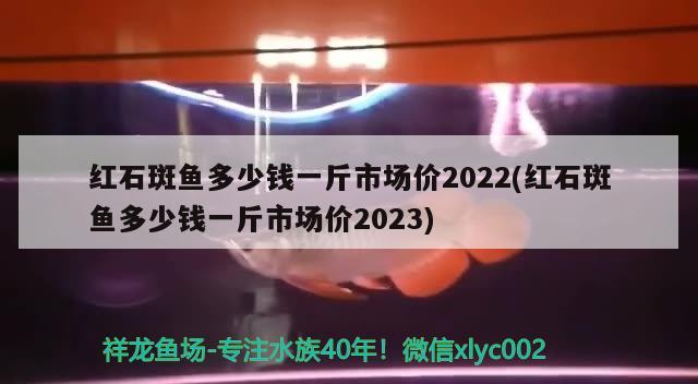 紅石斑魚多少錢一斤市場價2022(紅石斑魚多少錢一斤市場價2023)