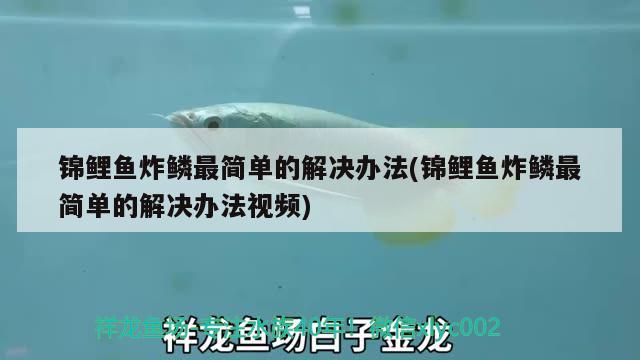 錦鯉魚(yú)炸鱗最簡(jiǎn)單的解決辦法(錦鯉魚(yú)炸鱗最簡(jiǎn)單的解決辦法視頻)