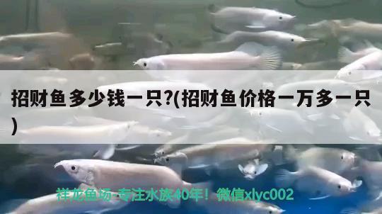 招財魚多少錢一只?(招財魚價格一萬多一只) 觀賞魚