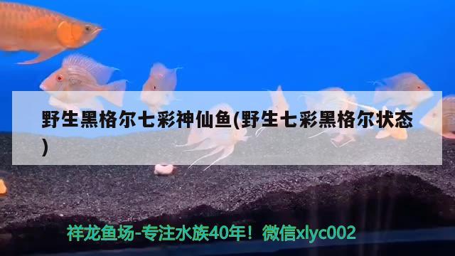 野生黑格爾七彩神仙魚(野生七彩黑格爾狀態(tài))