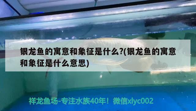 銀龍魚的寓意和象征是什么?(銀龍魚的寓意和象征是什么意思)