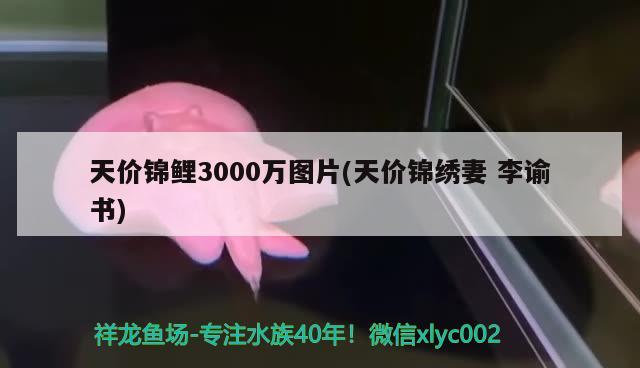 天價(jià)錦鯉3000萬圖片(天價(jià)錦繡妻李諭書) 觀賞魚