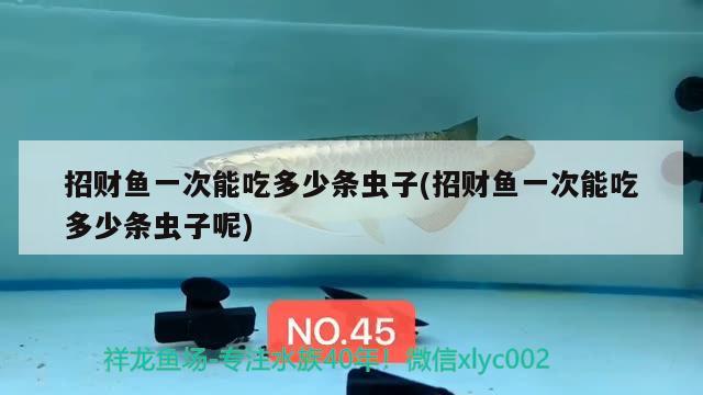 招財(cái)魚一次能吃多少條蟲子(招財(cái)魚一次能吃多少條蟲子呢) 觀賞魚