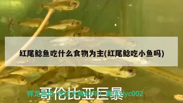 紅尾鯰魚(yú)吃什么食物為主(紅尾鯰吃小魚(yú)嗎) 觀(guān)賞魚(yú)