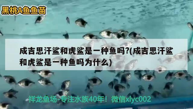 成吉思汗鯊和虎鯊是一種魚嗎?(成吉思汗鯊和虎鯊是一種魚嗎為什么)