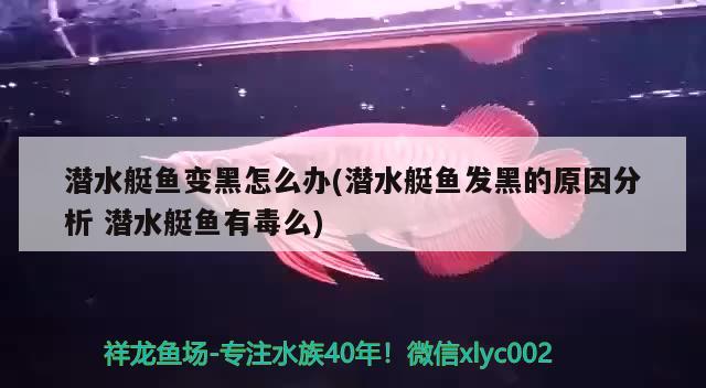 潛水艇魚變黑怎么辦(潛水艇魚發(fā)黑的原因分析潛水艇魚有毒么) 潛水艇魚