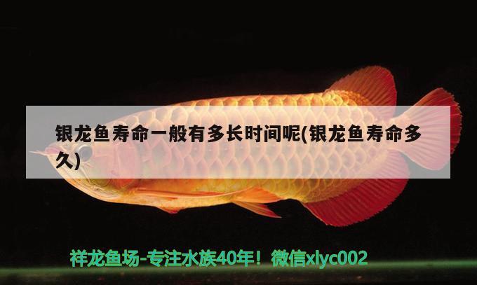 銀龍魚壽命一般有多長(zhǎng)時(shí)間呢(銀龍魚壽命多久) 銀龍魚百科