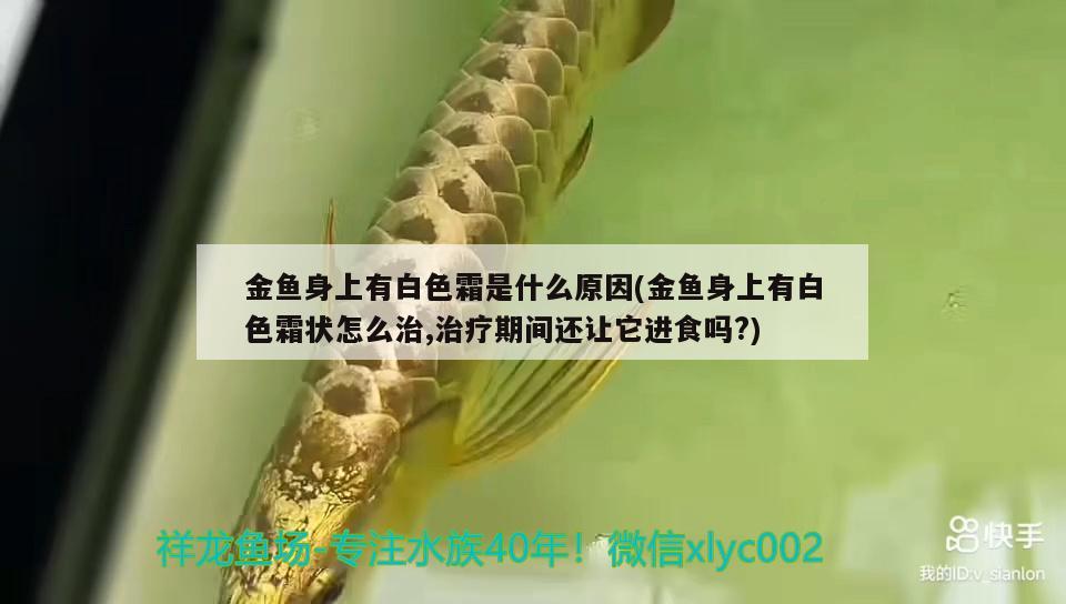 金魚身上有白色霜是什么原因(金魚身上有白色霜狀怎么治,治療期間還讓它進食嗎?)