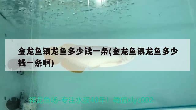 金龍魚銀龍魚多少錢一條(金龍魚銀龍魚多少錢一條啊)