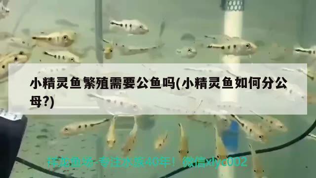 小精靈魚繁殖需要公魚嗎(小精靈魚如何分公母?) 觀賞魚