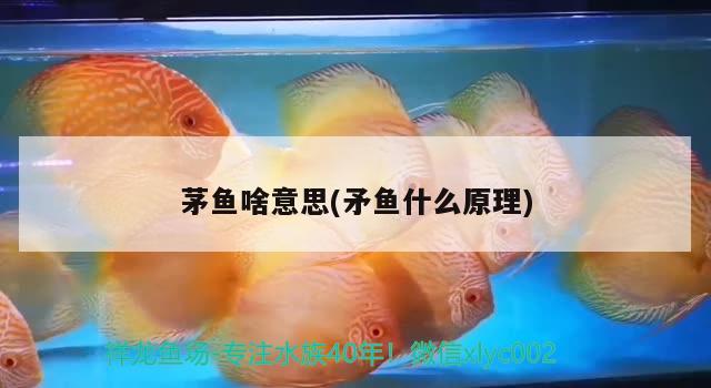 茅魚(yú)啥意思(矛魚(yú)什么原理)